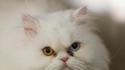 Symbolbild: Tim Brakemeier/dpa
Die Tierärztin kann nicht ausschließen, dass eine weiße Perserkatze vergiftet wurde.