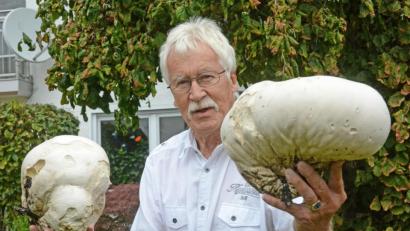 Bild: Gabi Schönberger
In einer Hand einen Fuß-, in der anderen einen Medizinball? Falsch: Jörg-Christian Huck präsentiert zwei seiner vier Riesenboviste. Alljährlich sprießt der seltene Pilz in seinem Garten im Hammerweg.