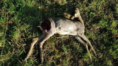 Bild: Eckhard Heindl
Kein schöner Anblick. Aber Jäger Eckhard Heindl konfrontiert Hundebesitzer ganz bewusst mit diesem Bild aus seinem Revier – weil es zeigt, was ihr Vierbeiner anrichten kann, wenn er frei herumläuft.