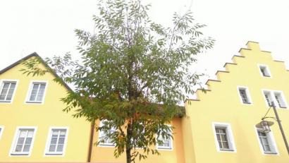 Bild: cvl
Die Zukunftsbäume prägen auch zunehmend das Erscheinungsbild Kemnaths.