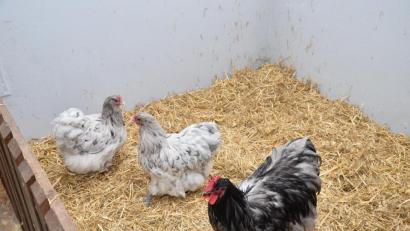 Bild: fjo
Orpington nennt sich die weltweit größte Hühnerrasse. Fast 300 Tiere präsentieren Aussteller aus ganz Europa erstmals am Wochenende in der Pfreimdtalhalle.