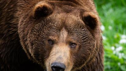 Bild: Christophe Gateau
Ein Braunbär. Foto: Christophe Gateau/dpa/Archivbild
