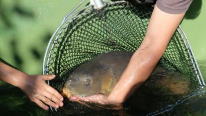 Bild: ohr
Auch ein Prachtexemplar verfing sich im Netz . Der Spiegelkarpfen im Bottich ist 10 bis 15 Jahre alt, wiegt 11 Kilogramm und wird für die weitere Fischzucht als Laichfisch eingesetzt.