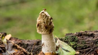 Bild: sds
Der Pilz des Jahres 2020 kommt auch in der Region vor. Diese Stinkmorchel-Aufnahme entstand in der Nähe von Siegritz im Steinwald.