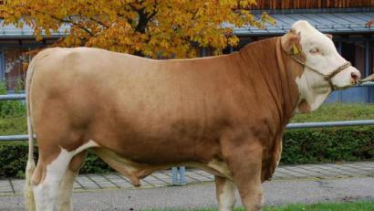 Bild: exb/RZO
Bildunterschrift:
Der Betrieb Zwickl aus Altenveldorf im Landkreis Neumarkt züchtete diesen hervorragenden Jungbullen des Bullenvaters „Wendlinger", der beim letzten Zuchtviehmarkt in Schwandorf zum Prüfungseinsatz von der Bayern-Genetik erworben wurde.