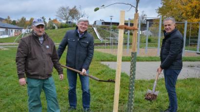Bild: jr
Drei Obstbäume „Roter Boskoop“ wurden jetzt in der Obststreuwiese beim Fit&Fun-Park gepflanzt. Das Amt für Ernährung, Landwirtschaft und Forsten hat die drei Bäume zur Verfügung gestellt, die jetzt von der Stadtgärtnerei betreut werden. Bei der Pflanzaktion mit dabei waren (von links) Stadtgärtner Willi Kilian, Amtsleiter Wolfgang Wenisch und Bürgermeister Roland Grillmeier.