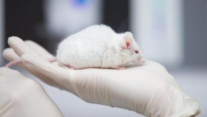 Bild: Friso Gentsch
Eine wissenschaftliche Mitarbeiterin hat eine Maus in der Hand. Foto: Friso Gentsch/dpa