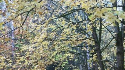 Bild: Marina Sigritz
Die 5. Leserwanderung führt durch den herbstlichen Wald zwischen Wurz und Windischeschenbach.