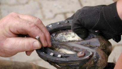 Symbolbild: Petra Hartl
Ein Pferd beim Beschlagen der Hufe. Ein solcher traf jetzt eine 36-Jährige im Gesicht.