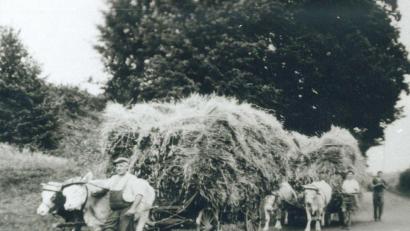 Repro: ü
Rinder waren früher nicht nur Milchlieferanten, sie wurden auch als Zug- und Arbeitstiere eingesetzt. Unser Bild aus der Mitte des vergangenen Jahrhunderts zeigt die Familie Zeitler beim Einbringen der Ernte.