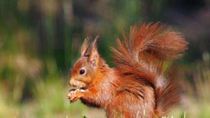 Bild: exb/Georg Birner
Ein pfiffiger Kerl kommt Georg Birner bei dessen Exkursion nach Lemele vor die Linse.