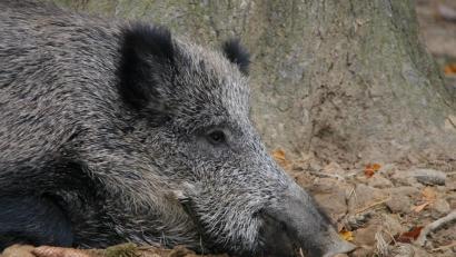 Archivbild: Popp
Wildschweine in einem Gehege.