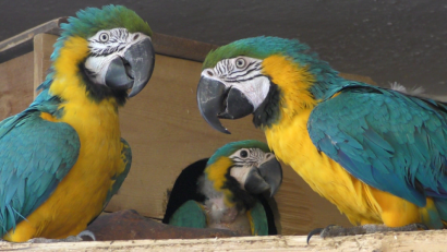 Bild: Vogl
Noch sind die Küken schüchtern. Das mutigere Tier (im Hintergrund) lugt aber bereits hin und wieder nach draußen - gut beschützt von seinen Eltern.