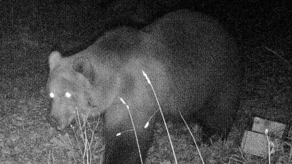 Bild: -
Das Foto einer Wildtierkamera im Landkreis Garmisch-Partenkirchen zeigt einen Braunbären. Foto: -/Bayerisches Landesamt für Umwelt/dpa