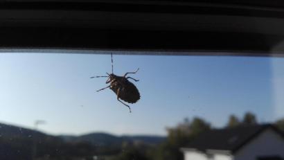 Bild: Stephanie Hladik
Die Stinkwanzen lieben das aktuelle sonnige Herbstwetter und sammeln sich vermehrt an Hauswänden, in Fenster- und Türrahmen und auf Terrassen.