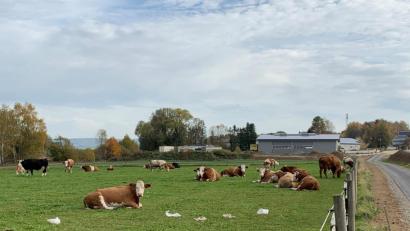 Bild: gz
Die sattgefressenen Kühe scheint das Plastik momentan nicht zu interessieren.