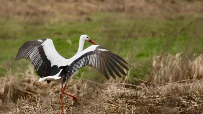 Bild: idu
Eine imposante Erscheinung ist der Pressather Storch auch am Boden. Immer öfter bleiben Störche in der Oberpfalz auch den Winter über.