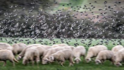 Symbolbild: Frank Rumpenhorst
Schafe auf einer Weide.