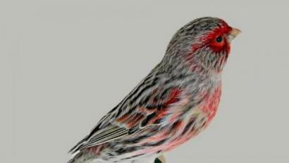 Bild: e
Kopie von Achat rot mosaik