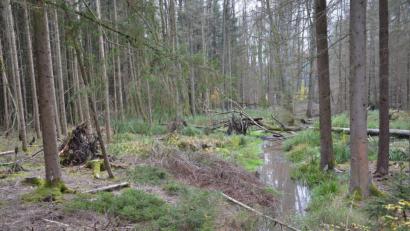 Bild: Anne Wiesnet
Spaziergänger regen sich oft über die "Unordnung" im Eschenbacher Stadtwald auf. Doch das ist Absicht, erklärt Revierförster Martin Gottsche.