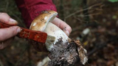 Bild: Bodo Schackow
Eine Pilzsucherin putzt einen Steinpilz. Foto: Bodo Schackow/zb/dpa/Archivbild