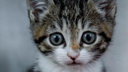 Symbolbild: Axel Heimken
Die Polizei in Nürnberg hat ein Katzenjunges aus einem Auto befreit.