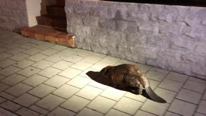 Bild: Polizeipräsidium Mittelfranken/dpa
In Lauf an der Pegnitz (Kreis Nürnberger Land) hat die Polizei einen besonderen Gast eskortiert: einen Biber.