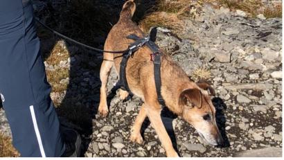 Bild: exb
Westfalenterrier Luzi ist verschwunden. Im Speinsharter Forst fanden deswegen schon an drei Tagen große Suchaktionen statt.