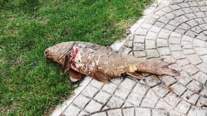 Bild: ind
Ungewöhnlicher Anblick vor einem Wohnhaus in Hirschau: Ein "Flug-Karpfen". Der stattliche Fisch ist mit Schlamm überzogen und hat eine Fleischwunde hinter der Kieme.