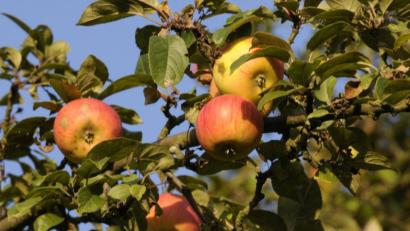 Bild: Petra Hartl
Nicht nur schön zum Anschauen: Die Stadt Amberg hat nichts dagegen, wenn sich Passanten an ihren Obst-Bäumen bedienen. So lange sie es nicht übertreiben.