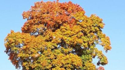 Bild: Reinhold Wurm
In voller herbstlicher Farbenpracht präsentiert sich dieser mächtige Ahornbaum in der Nähe von Kauerhof.