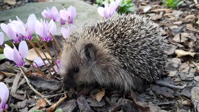 Bild: exb
Bevor sie sich ein Quartier für ihren Winterschlaf suchen, gehen Igel und ihre im August und September geborenen Jungen auf Nahrungssuche. Man kann die Tiere dabei unterstützen, sollte jedoch einiges beachten. 	Bild: exb