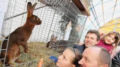 Bild: e
Bei der Lokalschau kann man den Kaninchen ganz nahe kommen.