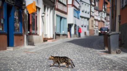 Bild: Frank Rumpenhorst
Eine Katze überquert eine gepflasterte Straße. F. Foto: Frank Rumpenhorst/dpa