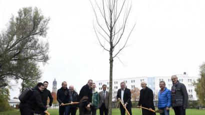 Bild: Petra Hartl
Schaufeln für den Baum des Jahres 2019: Mitglieder des Umweltausschusses „pflanzen“ ein Exemplar am Plättenanleger hinter dem ACC ein.