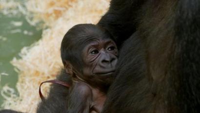 Bild: Ramona Such
Im Nürnberger Tiergarten hat Gorillaweibchen Habibu ihr erstes Junges zur Welt gebracht.