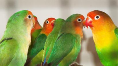 Bild: e
Bunte Farbenpracht im grauen November: Diese Vögel heißen Rosenköpfchen.