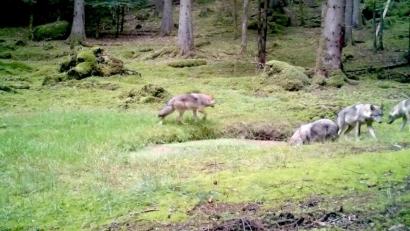 Bild: Sebastian Koerner/lupovision
Das von Sebastian Koerner mit einer automatischen Videokamera aufgenommene Bild zeigt die vier Jungwölfe im Veldensteiner Forst. Als das Bild veröffentlicht wurde, war die Mutter der Jungtiere bereits tot.