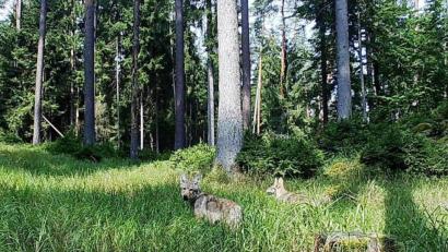 Bild: Landesamt für Umwelt
Die Aufnahme einer Wildkamera zeigt die Wolfs-Welpen im Veldensteiner Forst aus dem ersten Wurf im Sommer 2018.