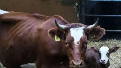 Bild: gz
Mutterkuh „Spächtli“ aus der Schweiz gebar nach ihrer Flucht in ihrer neuen Heimat Eslarn überraschend einen Bullen. Doch wer ist der Vater?