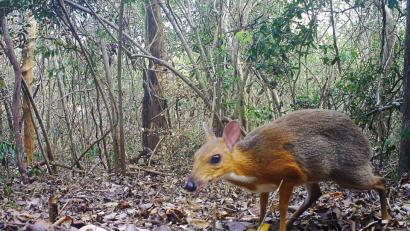 Bild: Andrew Tilker
Fast 30 Jahre lang galt das Vietnam-Kantschil als verschollen - nun ist ein Exemplar „in“ eine Fotofalle getappt. Foto: Andrew Tilker/SIE/GWC/Leibniz-IZW/NCNP/dpa
