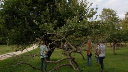 Bild: B. Ströll
Dieser alte Apfelbaum beherbergt seit Jahren immer wieder ein Hornissenvolk. Bürgermeister Martin Preuß (ganz hinten) beobachtet den Flugbetrieb am Nestausgang aus sicherer Entfernung.