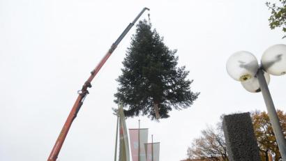 Bild: Gabi Schönberger
Hoch oben schwebt die Nordmann-Tanne auf ihren neuen Platz vor dem neuen Rathaus. Bald ist sie ein Weidener Weihnachtsbaum.