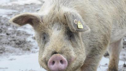 Bild: AMB
Ein Landwirt in Bernstein plant einen Freiauslauf für seinen Schweinestall. Die Nachbarn können sich mit dieser Idee nicht anfreunden. Sie befürchten, dass die Geruchsbelästigung stark zunimmt.