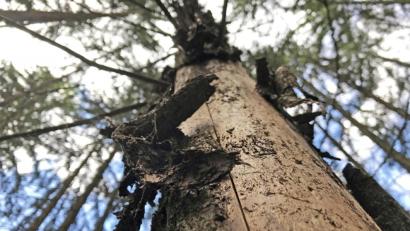 Bild: Gabi Schönberger
Borkenkäfer bereiten dem Wald flächendeckend Probleme.