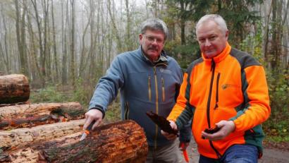 Bild: tr
Forstbetriebsleiter Norbert Zintl und Revierförster Wolfgang Pröls (von rechts) brauchen nicht lange zu suchen, um unter der Borke des gelagerten Holzes Fraßspuren des Lärchenborkenkäfers zu finden.