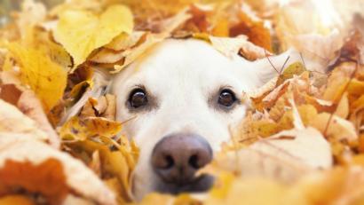 Bild: Gabi Stickler – stock-adobe.com
Ein vierbeiniger Freund steigert nicht nur unser Wohlbefinden und unsere Lebensfreude, sondern trägt außerdem dazu bei, dass sich unser Alltagsstress ganz schnell in Luft auflöst.