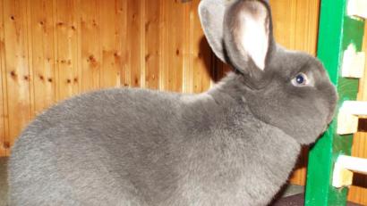 Bild: e
Blaue Wiener von Züchter Herbert Inhofer, eine Spitzenrasse von optimaler Schönheit, im Februar 2019 geboren, 4,2 kg schwer,Tier hat mit 977.5 Punkten die höchste Punktzahl bei den Rassesiegern erreicht