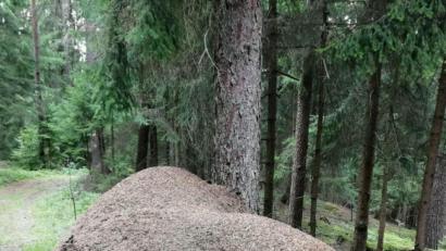 Bild: Hirsch
Die Waldameisen begeben sich im Winter in eine Kältestarre und warten das Frühjahr ab.