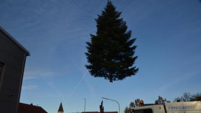 Bild: dob
Die wunderschön gewachsene Weißtanne verlässt ihren Platz An den Eichen und nimmt auf dem Marktplatz für die Advents- und Weihnachtszeit Aufstellung.